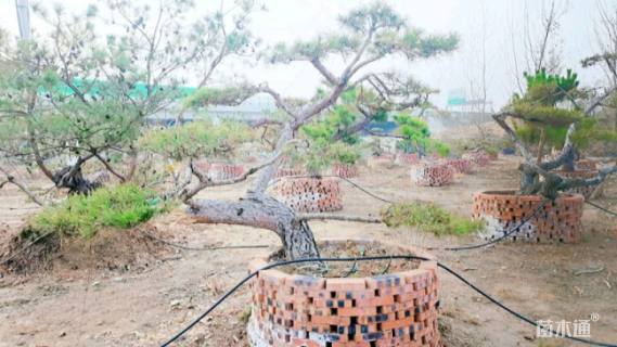 高度250厘米黑松