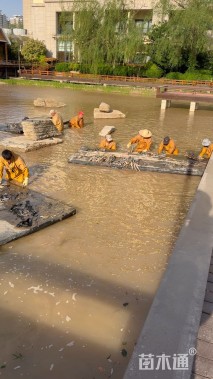 高度30厘米荷花