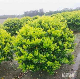 冠幅160厘米金森女贞球