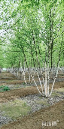 高度11厘米野桐