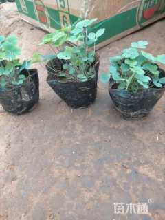 高度15厘米耧斗菜