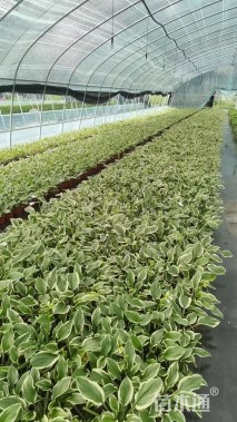 高度25厘米玉簪