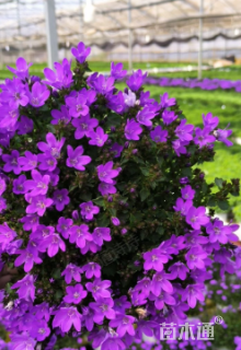 高度10厘米丹麦风铃