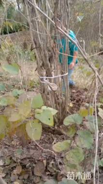 高度100厘米丛生紫荆