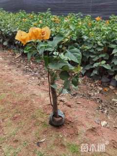 高度25厘米三角梅