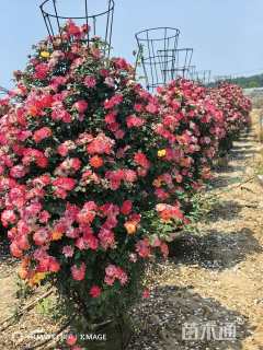 高度180厘米月季