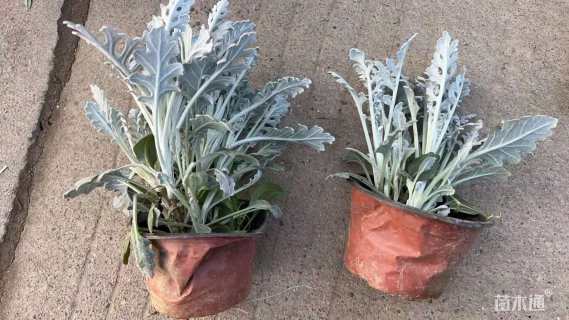 高度10厘米银叶菊