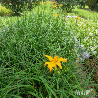 高度30厘米大花萱草