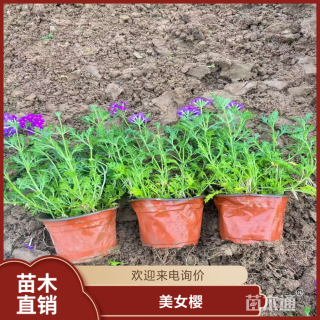 高度20厘米美女樱