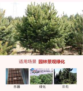 11.5公分青白扦云杉