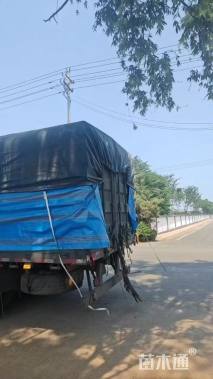 高度40厘米牡丹