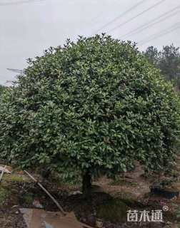 冠幅500厘米红叶石楠球