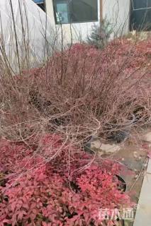 高度30厘米菱叶绣线菊