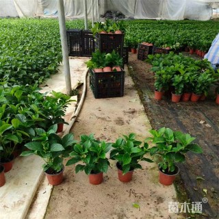 高度25厘米无尽夏绣球