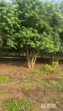 8公分(5杆)丛生乌桕