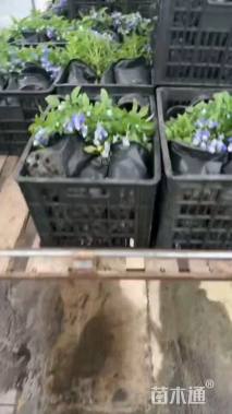 高度20厘米鼠尾草