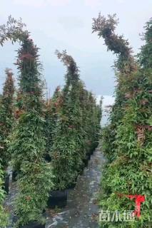 高度150厘米木香