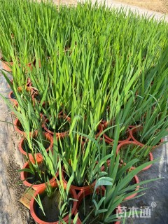 高度40厘米黄菖蒲