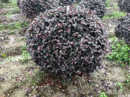 冠幅80厘米红花继木球