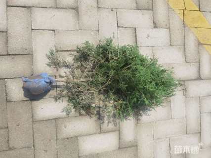 高度60厘米侧柏