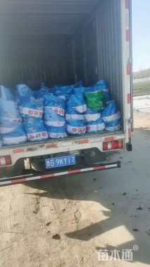 高度80厘米睡莲