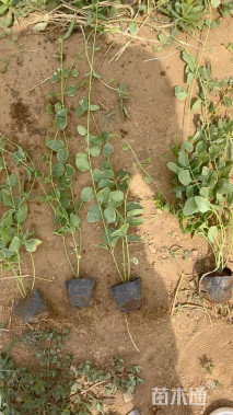 高度50厘米花叶蔓长春