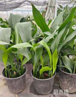 高度40厘米一叶兰