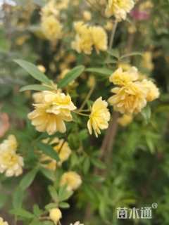 高度40厘米月季