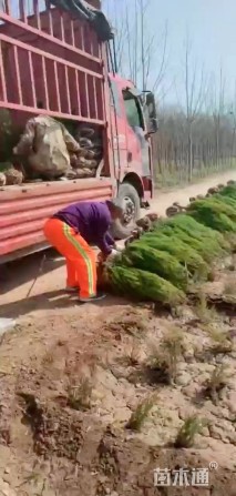 高度120厘米河南桧