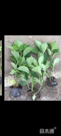 高度40厘米八仙花