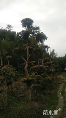 造型赤楠