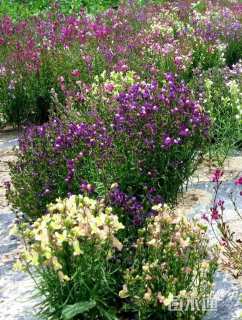 精品柳穿鱼种子