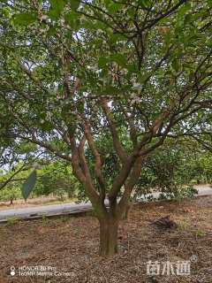 25公分丛生香橼