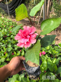 高度15厘米扶桑