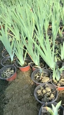 高度20厘米德国鸢尾