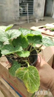 高度15厘米虎耳草