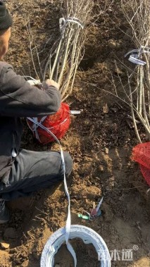 高度180厘米花石榴