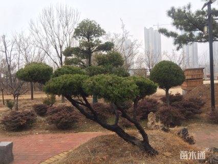 造型龙柏