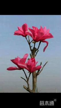 10公分娇红一号