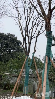 20公分黄连木