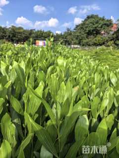 0.4公分马占相思