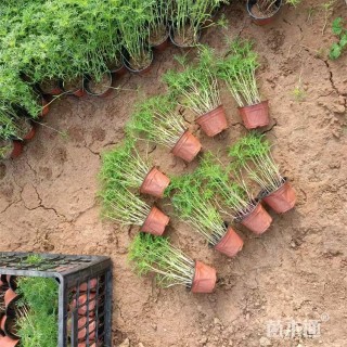 高度35厘米波斯菊