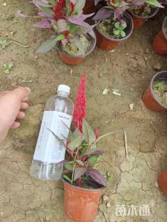 高度20厘米鸡冠花