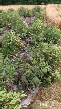 高度120厘米红叶石楠绿篱苗