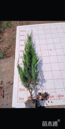 高度80厘米龙柏