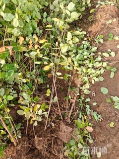 高度100厘米胡枝子