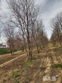 20公分丛生乌桕