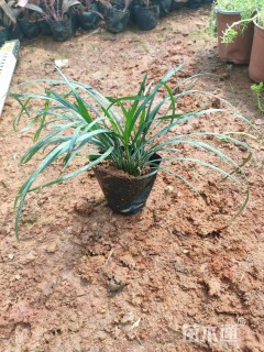 高度20厘米玛格丽特花