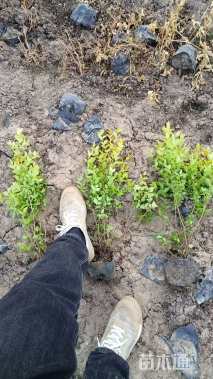 高度40厘米金叶女贞小苗