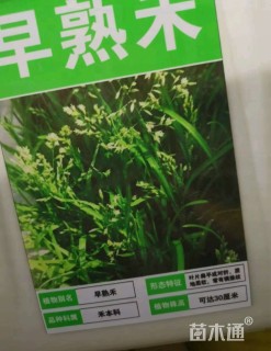 早熟禾种子